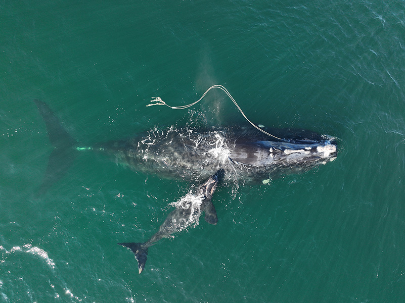 Aerial view of a whale and calf swimming, a long fishing rope trails from her head