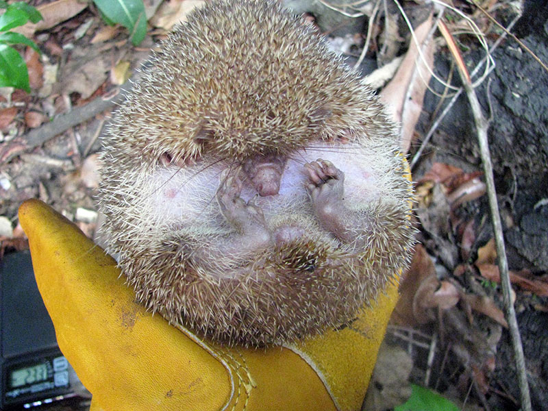 A curled-up tenrec in a gloved hand