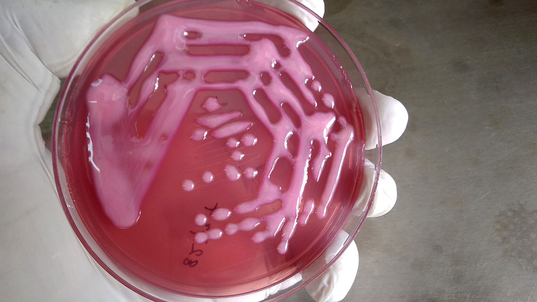 A gloved hand holds a Petri dish streaked with pink bacterial colonies.