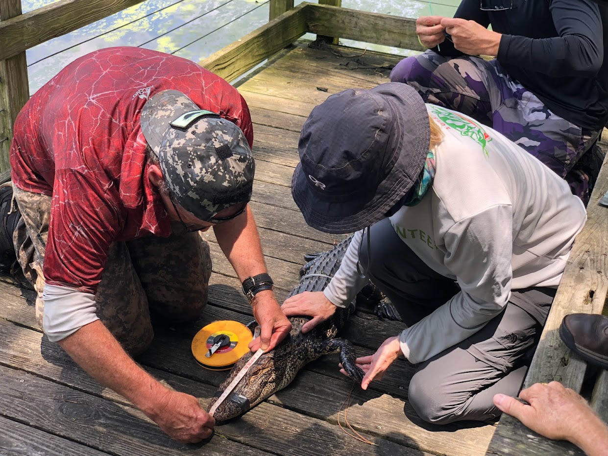 Two scientists measure the snout of a restrained alligator.
