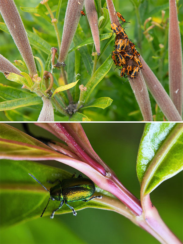 Photo of two bugs that feed on toxin-containing plants.
