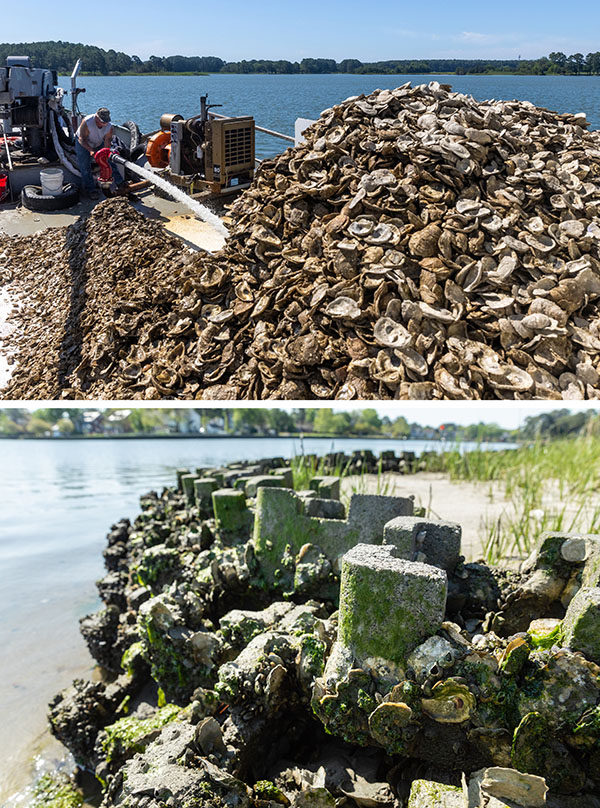 Top photo shows a man on the deck of a boat covered in oyster shells. Bottom photo shows a segment of shore with oyster castles. Oysters are attached to the castles.