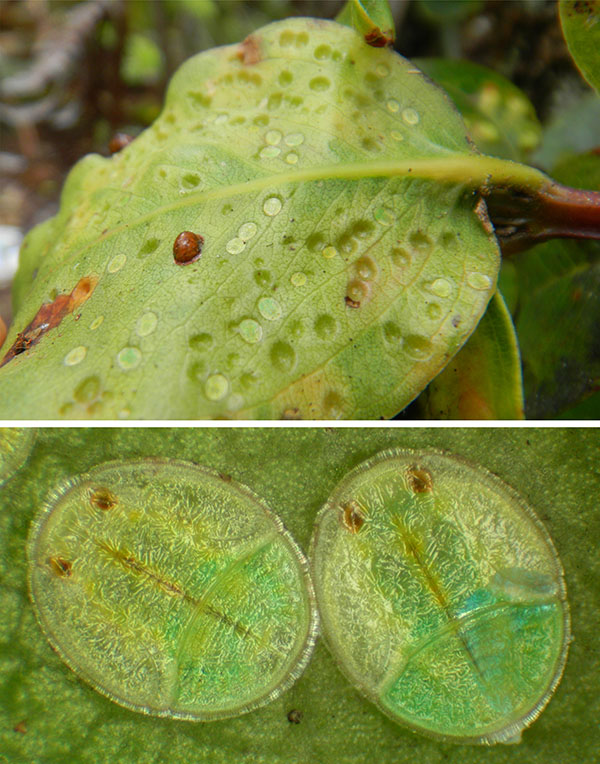 Photograph of psyllid insect and galls the young develop in, on a leaf.
