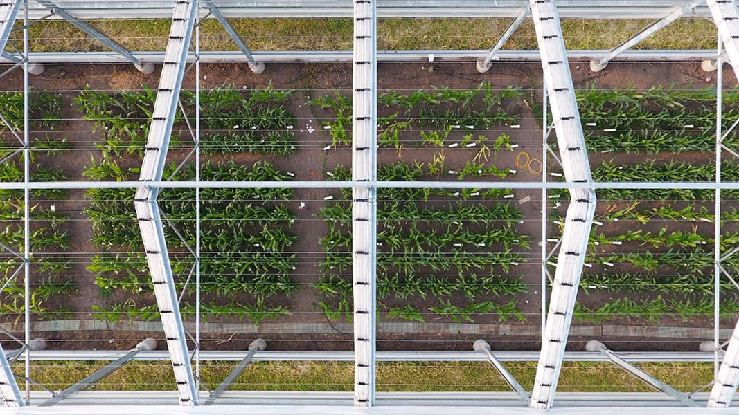 Plots of growing plants are observed from above, housed under a structure with white struts and roof supports.