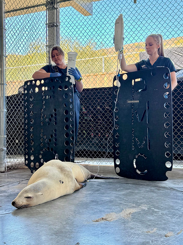Two veterinarians hold IV bags over a sick sea lion.