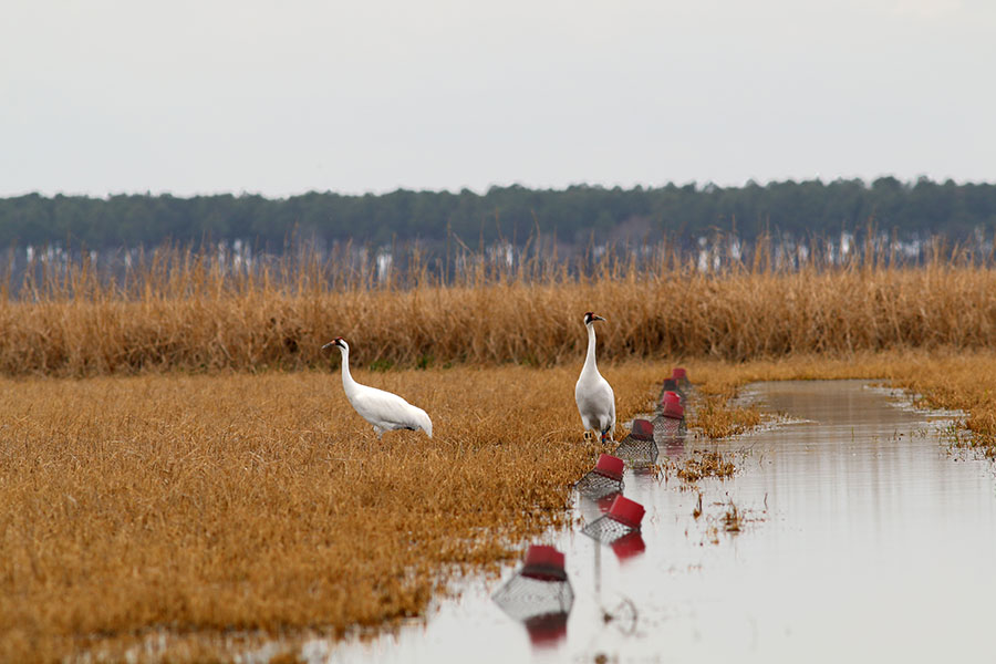Two large white cranes stand in rice stubble in a field flooded with water. There are red and white buoys in the water.