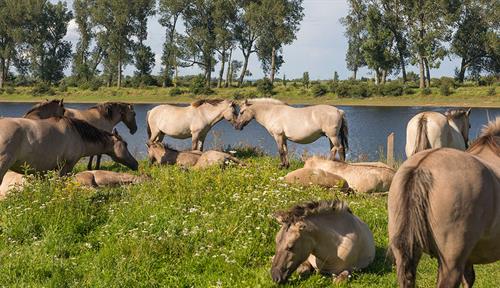 Photograph about a dozen pale, tan horses relaxing on green grass by a body of water, Trees line the far shore.