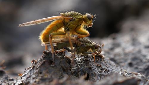 A tan-colored male fly is positioned over a female fly. They are standing on a dark, mountainous terrain of dung.