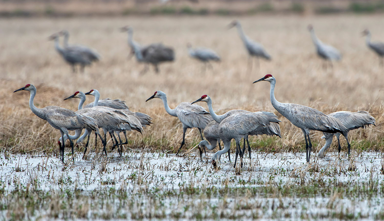 Photograph of a group of grey colored sandhill cranes standing in water and stubble.