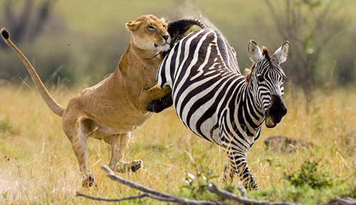 A lioness attacks a zebra