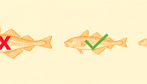 images of three fish — one too large on the left crossed out, one too small on the right crossed out and one in the middle just right given a green checkmark