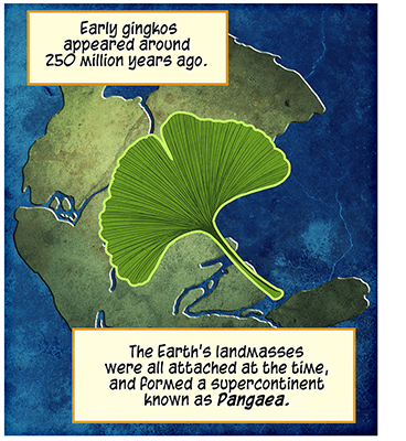 Text: Early gingkos appeared around 250 million years ago. The Earth’s landmasses were all attached at the time, and formed a supercontinent known as Pangaea. Illustration: Green gingko leaf superimposed over map of green landmass surrounded by blue water.