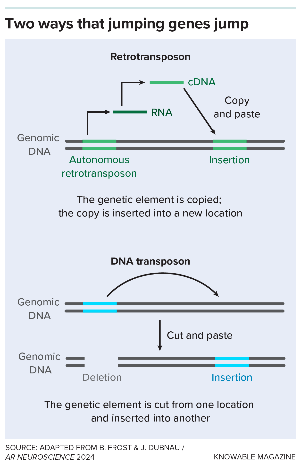 A graphic illustrates how retrotransposons typically move by a copy-and-paste mechanism while DNA transposons are cut out and inserted elsewhere.