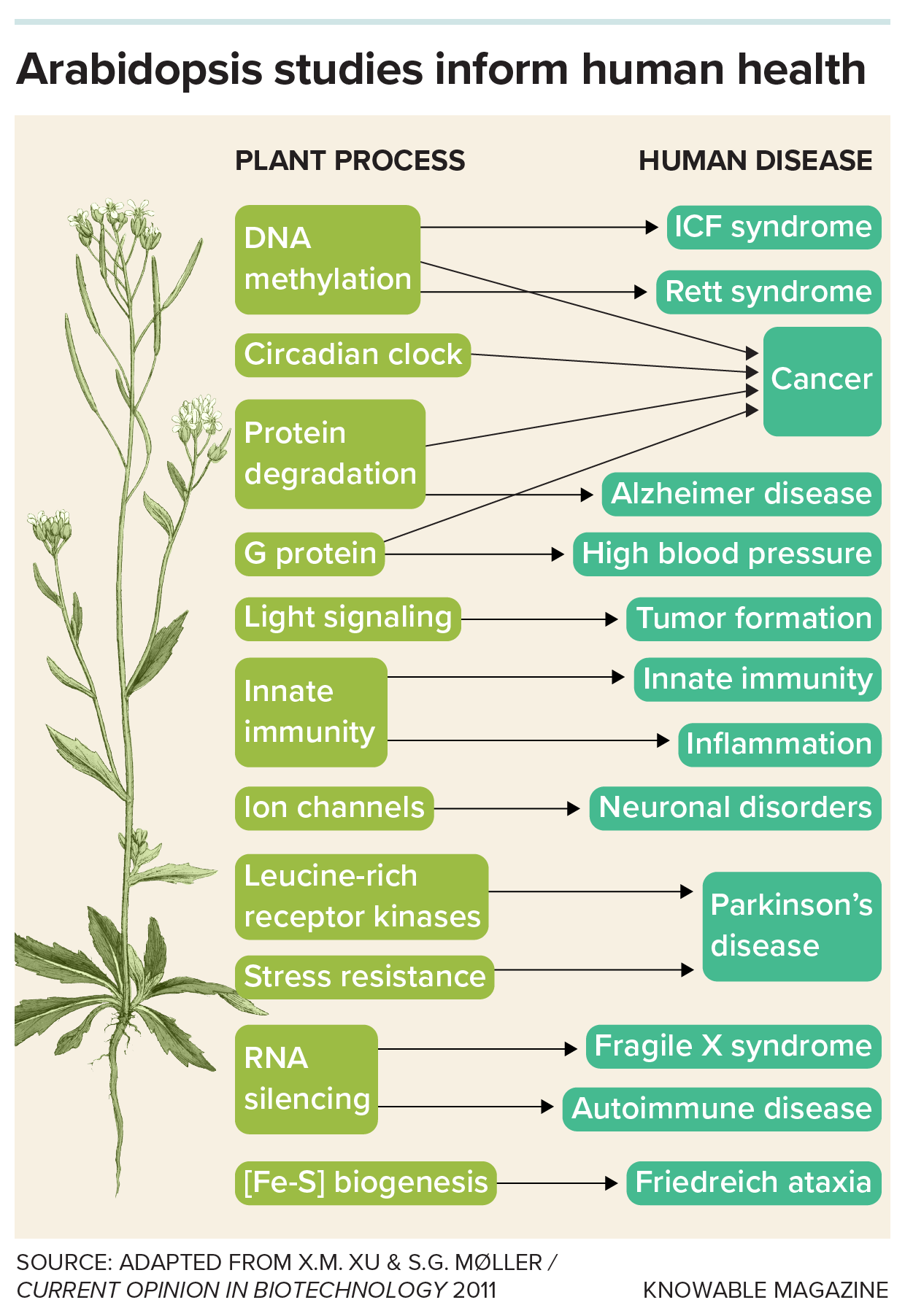 Table lists plant processes probed in Arabidopsis that have shed light on human diseases and processes.