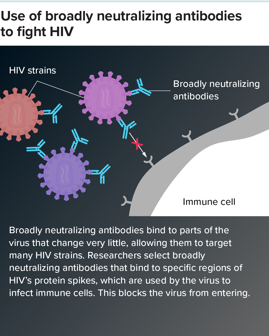 First panel of a graphic showing how broadly neutralizing antibodies can destroy HIV and cells that contain it.
