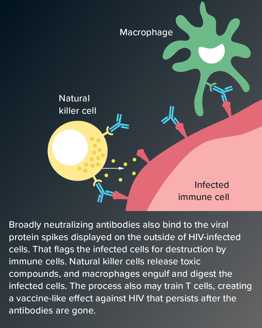 Second panel of a graphic showing how broadly neutralizing antibodies can destroy HIV and cells that contain it.