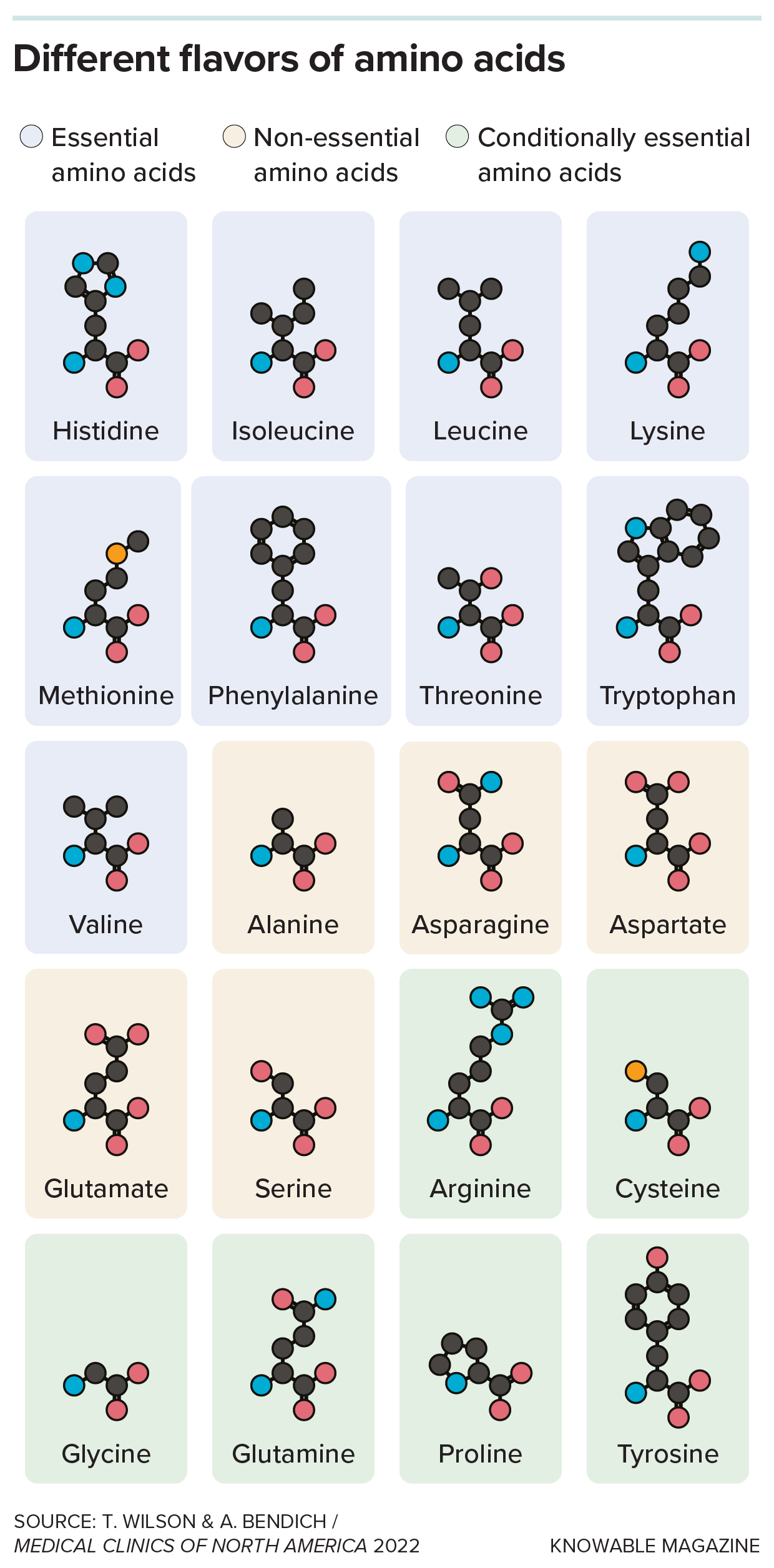 Chart of the 20 amino acids showing which ones are essential, conditionally essential or nonessential. Rod and stick structures of the amino acids are shown.