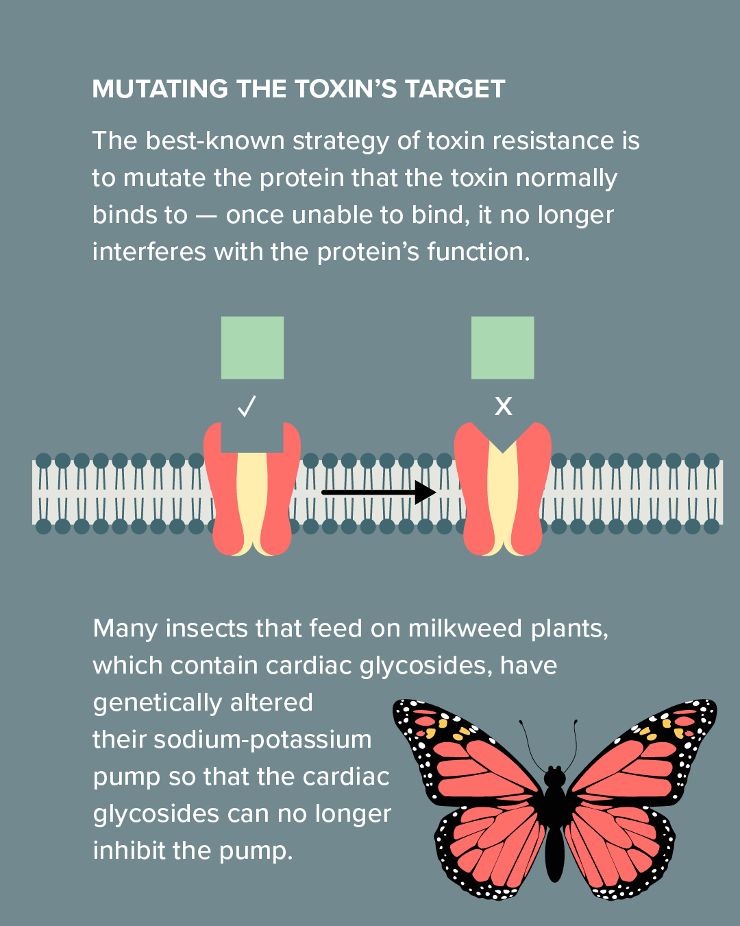 Resistance to cardiac glycosides