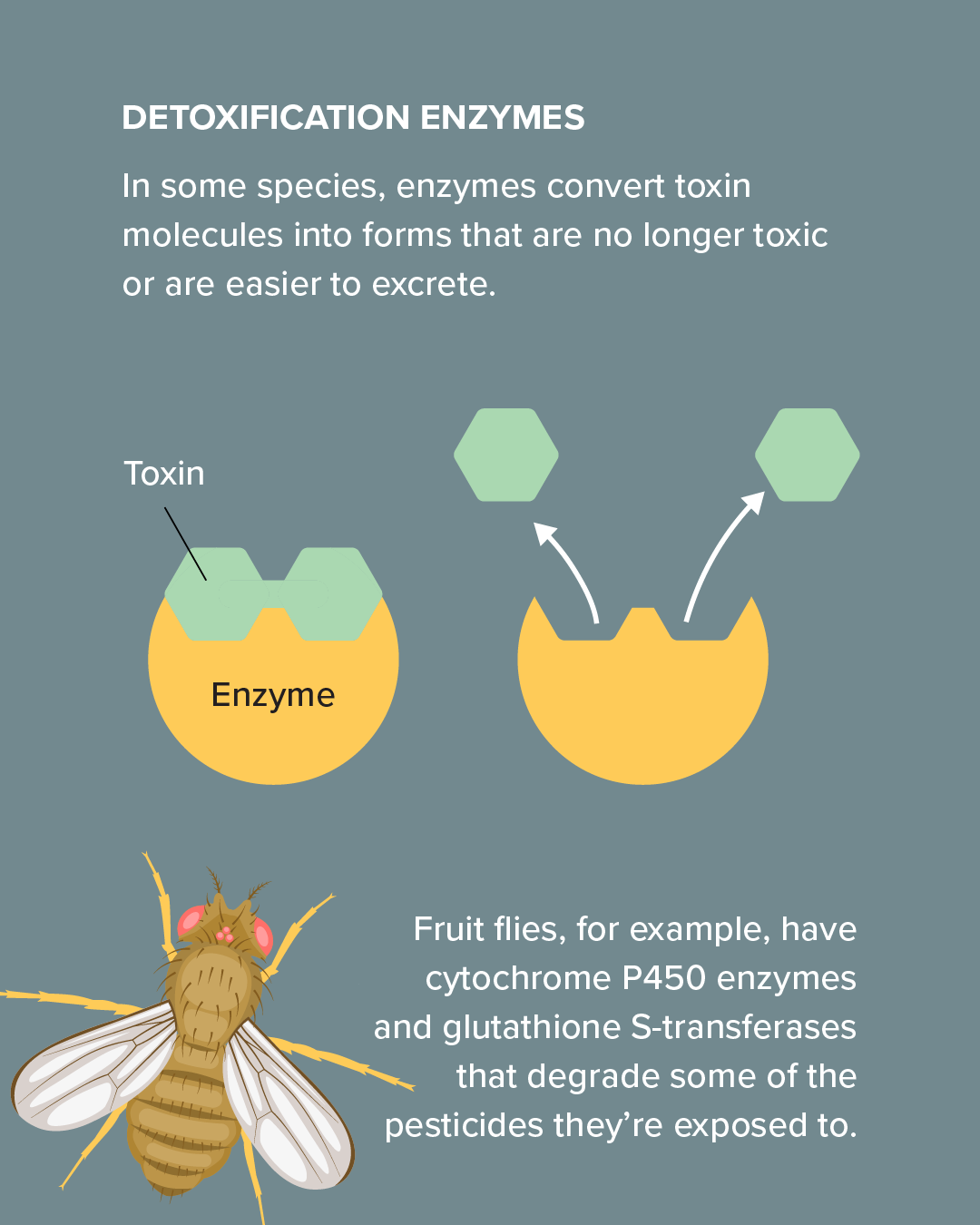 Enzymes convert toxins