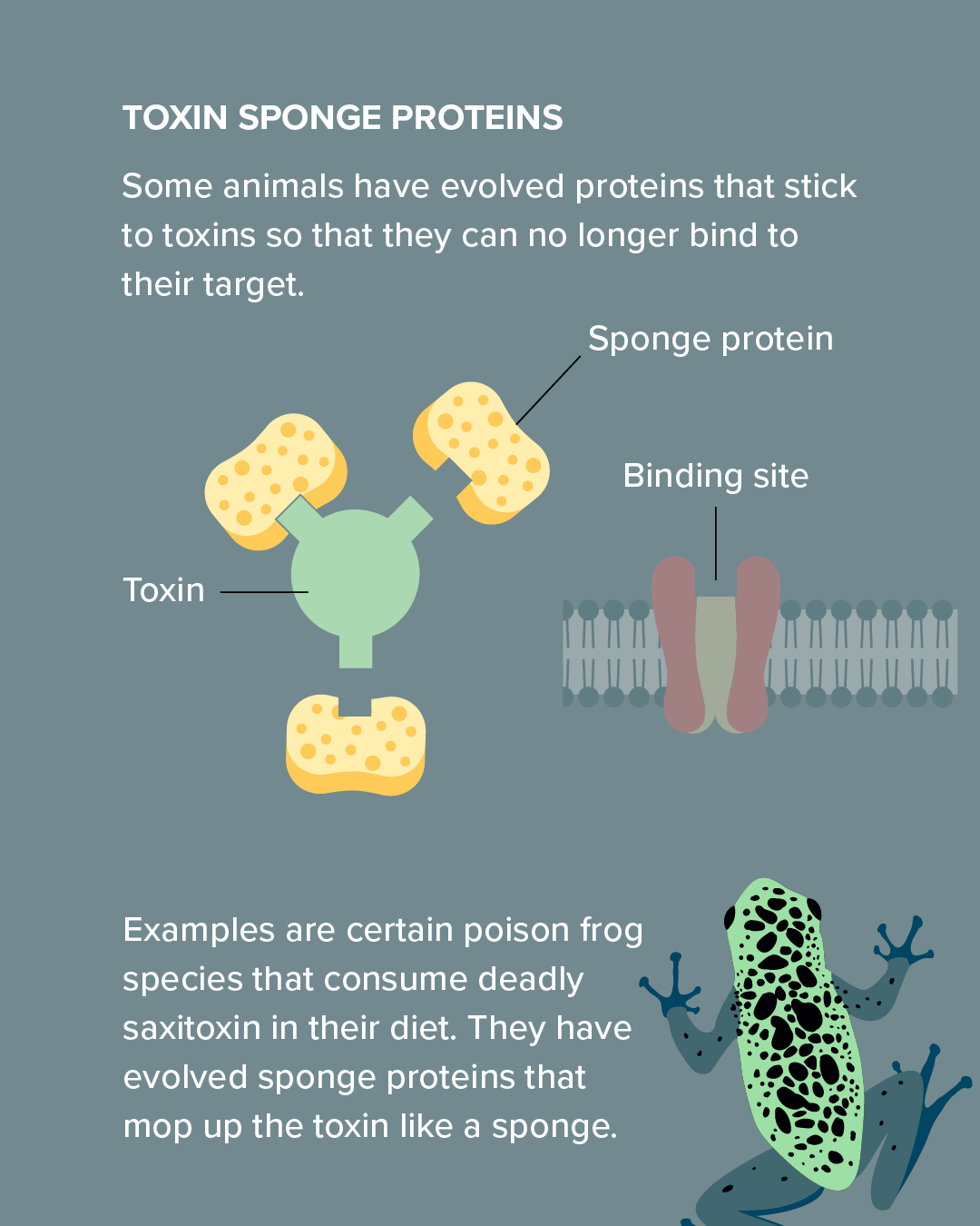 Toxin sponge proteins