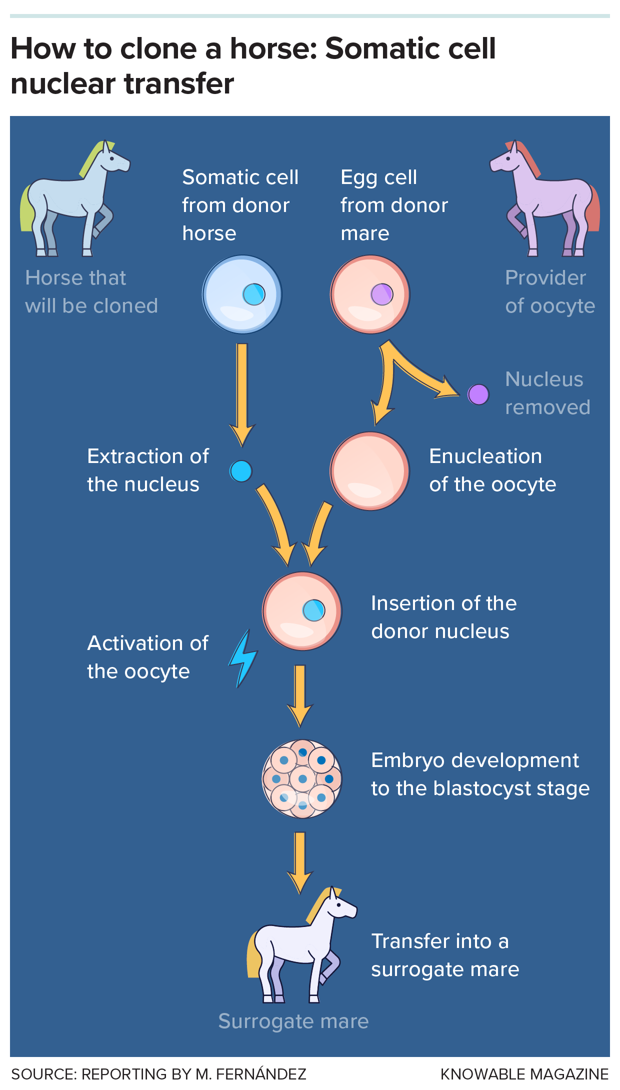Graphic showing the process of cloning a horse.