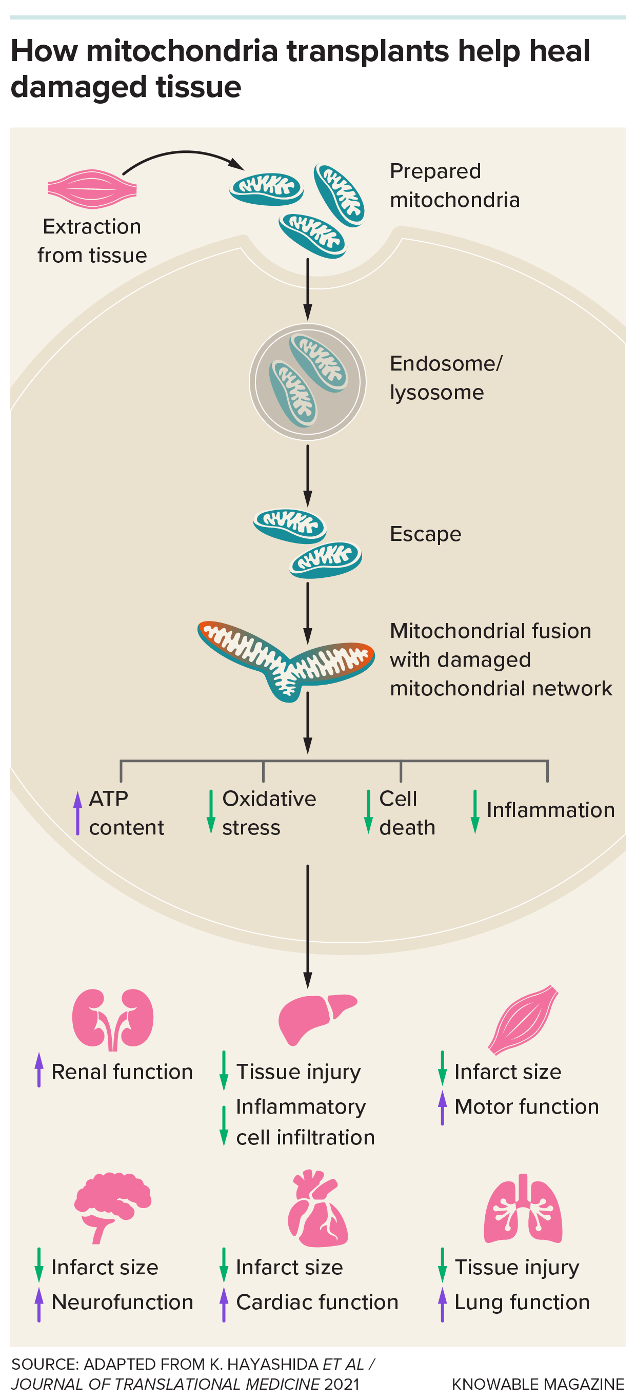 A graphic depicts the basic steps involved in mitochondrial transplants and the molecular results inside different tissues.
