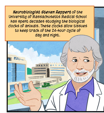 Text: Neurobiologist Steven Reppert of the University of Massachusetts Medical School has spent decades studying the biological clocks of animals. These clocks allow tissues to keep track of the 24-hour cycle of day and night. (A comic inspired by S.M. Reppert et al/ AR Entomology 2016) Illustration: Neurobiologist in white lab coat speaks by window with view of campus and wall with clocks, some shaped like a mouse and an insect. He is saying: “We now know a lot about how these clocks work inside cells but not how animals use them. Which species could we study this in?” 