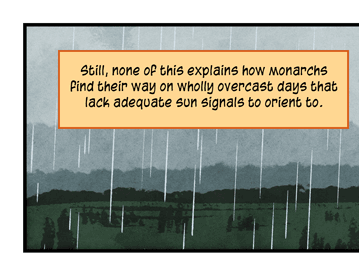 Text: Still, none of this explains how monarchs find their way on wholly overcast days that lack adequate sun signals to orient to. Illustration: Monarch butterfly flying in rain against flat green and gray landscape, with thought bubble that says, “What is this, England?”