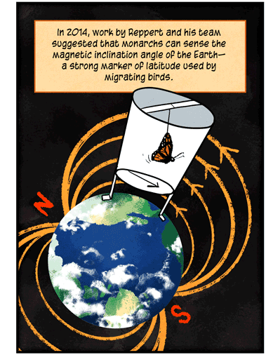 Text: In 2014, work by Reppert and his team suggested that monarchs can sense the magnetic inclination angle of the Earth — a strong marker of latitude used by migrating birds. Illustration: Device with monarch butterfly inside, with arrow indicating southward orientation, is perched on top of Earth, ringed by lines indicating magnetic inclination.