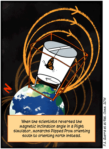 Text: When the scientists reversed the magnetic inclination angle in a flight simulator, monarchs flipped from orienting south to orienting north instead. (P.A. Guerra et al/Nat. Comm. 2014) Illustration: Device with monarch butterfly inside, with arrow indicating northward orientation, is perched on top of Earth, ringed by lines indicating magnetic inclination.