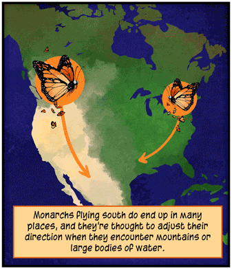 Text: Monarchs flying south do end up in many places, and they’re thought to adjust their direction when they encounter mountains or large bodies of water. Illustration: Monarch butterflies fly over map of North America, with arrows indicating southward flight.