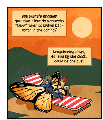 Text: But there’s another question — how do monarchs “know” when to travel back north in the spring? Lengthening days, sensed by the clock, could be the clue. Illustration: Monarch butterfly wearing brimmed hat lounges on sun chair, with cocktail on side table and backdrop of sun in orange sky.