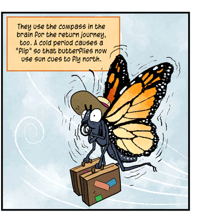 Text: They use the compass in the brain for the return journey, too. A cold period causes a “flip” so that butterflies now use sun cues to fly north. Illustration: Monarch butterfly in wide brimmed hat carries two suitcases, shivering as it flies.