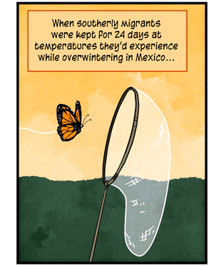 Text: When southerly migrants were kept for 24 days at temperatures they’d experience while overwintering in Mexico… Illustration: Monarch butterfly flies toward butterfly net.