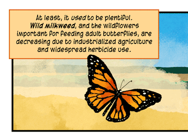 Text: At least, it used to be plentiful. Wild milkweed, and the wildflowers important for feeding adult butterflies, are decreasing due to industrialized agriculture and widespread herbicide use. Illustration: Lone monarch butterfly flying against backdrop of dusty farmland with green tractor, and gray city skyline in distance.