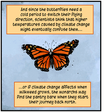 Text: And since the butterflies need a cold period to switch their flying direction, scientists think that higher temperatures caused by climate change might eventual confuse them … or if climate change affects when milkweed grows, the monarch may find the pantry bare when they start their journey back north. Illustration: Monarch butterfly aloft in air, with bewildered eyes and beads of sweat above head.