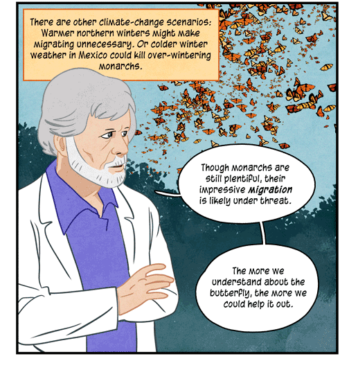 Text: There are other climate-change scenarios: Warmer northern winters might make migrating unnecessary. Or colder winter weather in Mexico could kill overwintering monarchs. Illustration: Neurobiologist in white lab coat and purple shirt watches a swarm of butterflies overhead, and says, “Though monarchs are still plentiful, their impressive migration is likely under threat. The more we understand about the butterfly, the more we could help it out.”