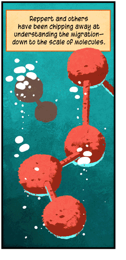 Text: Reppert and others have been chipping away at understanding the migration — down to the scale of molecules. Illustration: Red molecular model against green backdrop.
