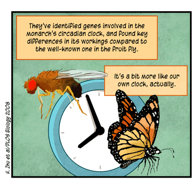 Text: They’ve identified genes involved in the monarch’s circadian clock, and found key differences in its workings compared to the well-known one in the fruit fly. It’s a bit more like our own clock, actually. (H. Zhu et al/PLOS Biology 2008) Illustration: Fruit fly and monarch butterfly hover over clock.