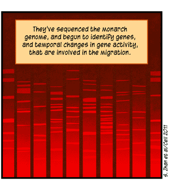 Text: They’ve sequenced the monarch genome, and begun to identify genes, and temporal changes in gene activity, that are involved in the migration. (S. Zhan et al/Cell 2011) Illustration: Red columns with horizontal stripes indicate genome sequence.