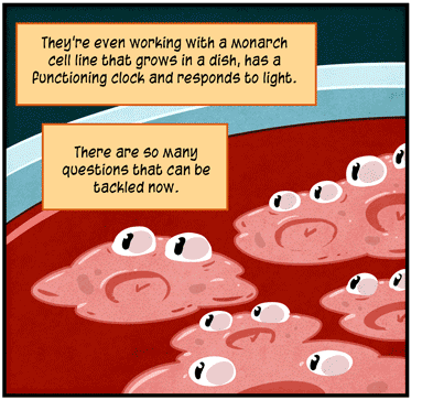 Text: They’re even working with a monarch cell line that grows in a dish, has a functioning clock and responds to light. There are so many questions that can be tackled now. Illustration: Blue dish filled with red liquid and pink cells.