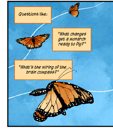 Text: Questions like: “What changes get a monarch ready to fly?” “What’s the wiring of the brain compass?” “How does the monarch use its compasses to fly both north and south?” “How do we nail down the map issue?” Illustration: Four monarch butterflies follow a flight path, as lead butterfly carrying compass.