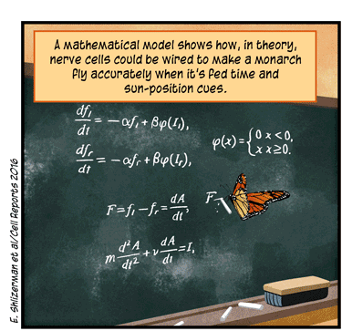 Text: A mathematical model shows how, in theory, nerve cells could be wired to make a monarch fly accurately when it’s fed time and sun-position cues. (E. Shlizerman et al/Cell Reports 2016) Illustration: Math equations on chalkboard with monarch butterfly holding stick of chalk to write equation.