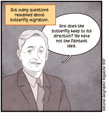 Text: But many questions remained about butterfly migration. Illustration: Entomologist CB Williams asks, “How does the butterfly keep its direction? We have not the faintest idea.” (National Geographic Magazine 1937)
