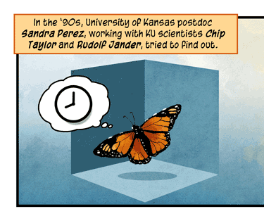 Text: In the ’90s, University of Kansas postdoc Sandra Perez, working with KU scientists Chip Taylor and Rudolf Jander, tried to find out. Illustration: At left, large monarch butterfly aloft in a blue room, with a thought bubble that shows a clock. 