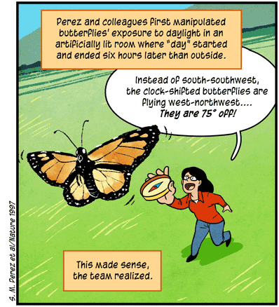 Text: Perez and colleagues first manipulated butterflies’ exposure to daylight in an artificially lit room where “day” started and ended six hours later than outside. Illustration: Scientist holds up a compass toward a monarch butterfly above her, saying “Instead of south-southwest, the clock-shifted butterflies are flying west-northwest…. They are 75° off!” Text: This made sense, the team realized.