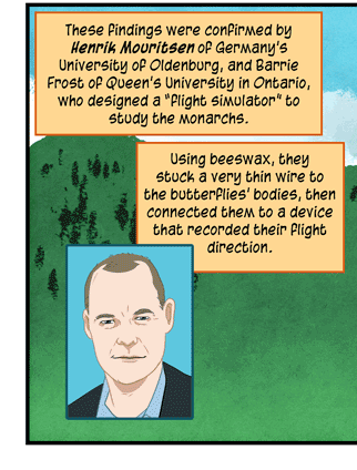 Text: These findings were confirmed by Henrik Mouritsen of Germany’s University of Oldenburg, and Barrie Frost of Queen’s University of Ontario, who designed a “flight simulator” to study the monarchs. Using beeswax, they stuck a very thin wire to the butterflies’ bodies, then connected them to a device that recorded their flight direction. Illustration: Monarch butterfly is attached via a wire inside a transparent cylindrical device set up in grassy area under sunny blue sky. Device parts are labeled: Device records flight direction; translucent plastic cylinder; vertical tube blows air, stimulating monarchs to fly. At left, inset photo of scientist in suit. (H. Mouritsen and B.J. Frost/ PNAS 2002)