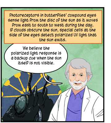 Text: Photoreceptors in butterflies’ compound eyes sense light from the disc of the sun as it moves from east to south to west during the day. If clouds obscure the sun, special cells at the side of the eyes detect polarized UV light that the sun emits. Illustration: Neurobiologist in white lab coat and purple shirt says, “We believe the polarized light response is a backup cue when the sun itself is not visible.” Behind him is inset close-up image of butterfly’s head.