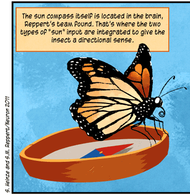 Text: The sun compass itself is located in the brain, Reppert’s team found. That’s where the two types of “sun” input are integrated to give the insect a directional sense. (S. Heinze and S.M. Reppert/Neuron 2011) Add a clock, and the butterfly knows which way to head. But where is the navigation clock? Urquhart’s old work suggested monarchs needed their antennae to fly accurately. Reppert’s team confirmed this and showed that the antennae housed the clock. (C. Merlin et al/Science 2009) Illustration: Monarch butterfly perched on orange compass with red and blue needle, against blue backdrop.