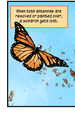Text: When both antennae are removed or painted over, a monarch gets lost. If one of the antennae sends wrong information, it gets lost, too. But a single, properly functioning antenna will do the job. (P.A. Guerra et al/Nat. Comm. 2012) Illustration: From left, monarch butterfly missing both antennae, monarch butterfly with one straight and one bent antenna, and monarch butterfly with one straight antenna. 